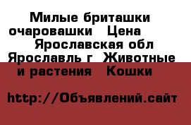 Милые бриташки  очаровашки › Цена ­ 2 500 - Ярославская обл., Ярославль г. Животные и растения » Кошки   